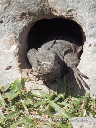Zdjęcie z Meksyku - Towarzyszka całego wyjazdu- iguana