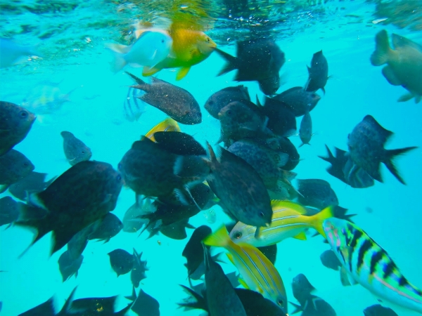 Zdjęcie z Vanuatu - Pod wodą