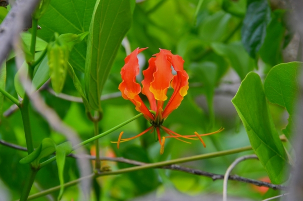 Zdjęcie z Vanuatu - Vanuacka flora