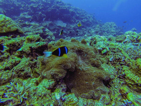 Zdjęcie z Vanuatu - Podwodny swiat