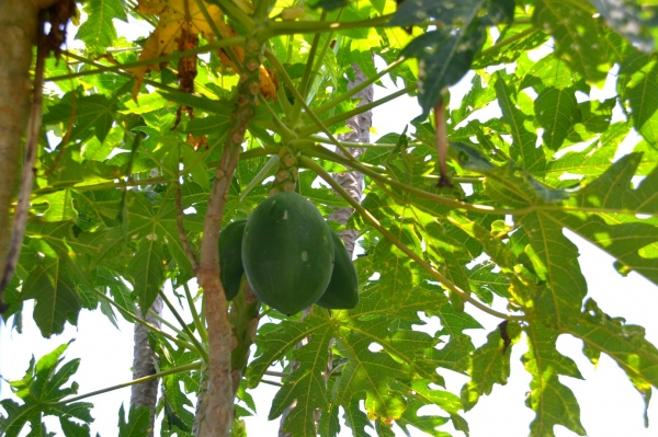Zdjęcie z Nowej Kaledonii - Rosnie papaja