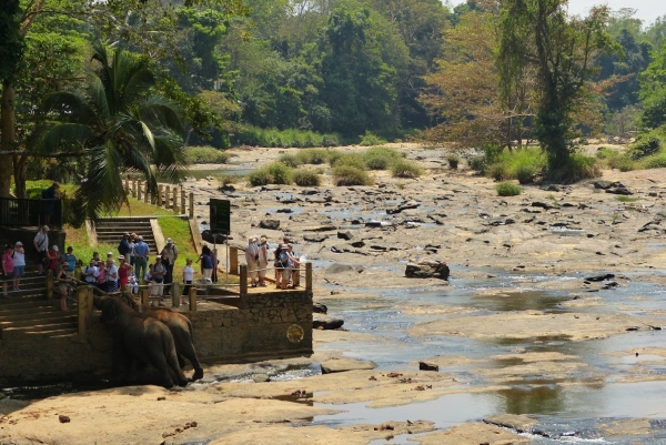 Zdjęcie ze Sri Lanki - to miejsce, gdzie schronienie znalazły małe słoniątka porzucone lub osierocone przez swoje matki. 
