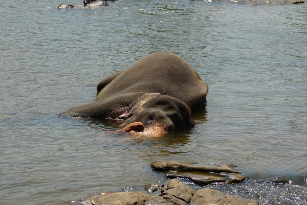 Zdjęcie ze Sri Lanki - kąpiel to najprzyjemniesza część dnia dla słoników