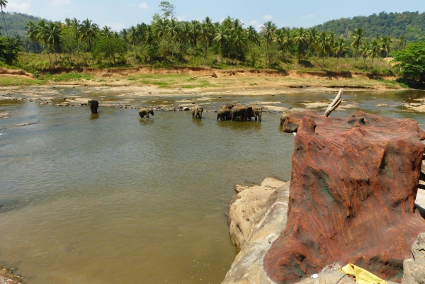 Zdjęcie ze Sri Lanki - Pinnawala, nad rzeką MaOya