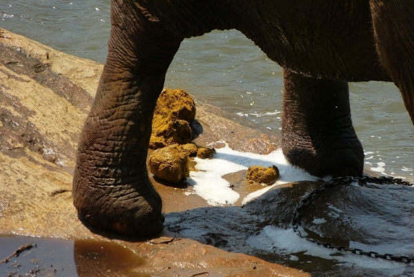 Zdjęcie ze Sri Lanki - 100 % czystej celulozy, czyli swieża słoniowa kupka idealna na papier słoniowy :)