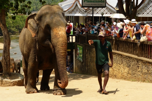 Zdjęcie ze Sri Lanki - zaczyna się największa atrakcja dnia w Pinnawali...