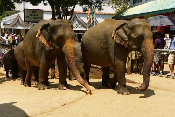 Zdjęcie ze Sri Lanki - codziennie o 12.00 w południe słonie kończą kąpiel w rzece