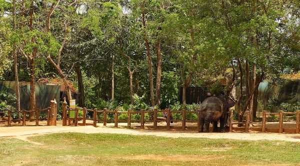 Zdjęcie ze Sri Lanki - słoniowy wybieg w sierocińcu w Pinnawali
