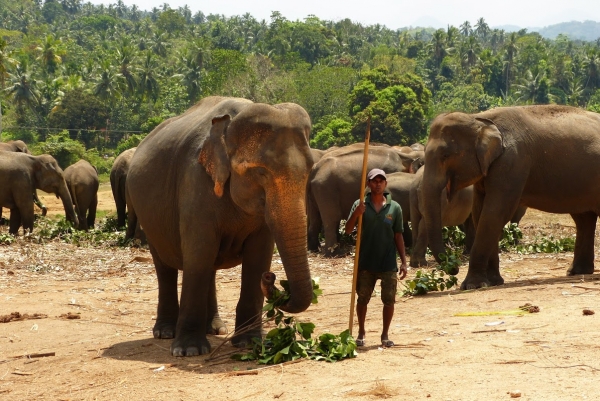 Zdjęcie ze Sri Lanki - Pinnawala- słoniowy sierociniec