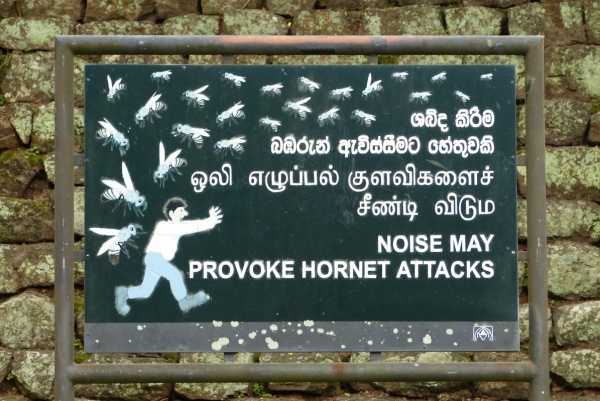 Zdjęcie ze Sri Lanki - znane są tu przypadki groźnych ukąszeń turystów