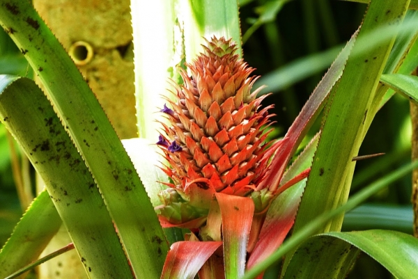 Zdjęcie ze Sri Lanki - mało pospolity i raczej nieznany nam ananas czerwony