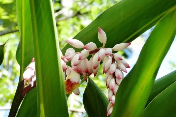 Zdjęcie ze Sri Lanki - kwiatuszki imbiru