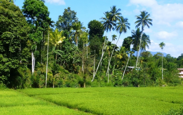 Zdjęcie ze Sri Lanki - pola ryżowe po drodze