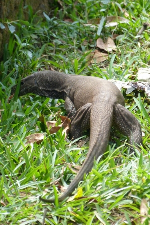 Zdjęcie ze Sri Lanki - cejlońska fauna pod postacią warana:)
