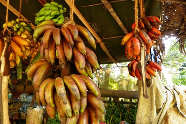 Zdjęcie ze Sri Lanki - czerwone bananki