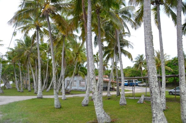 Zdjęcie z Nowej Kaledonii - Las palmas w Tadine