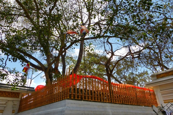 Zdjęcie ze Sri Lanki - Anuradhapura- i święte drzewo Bodhi (ficus religiosa)