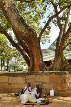 Zdjęcie ze Sri Lanki - pielgrzymi pod drzewem Bo