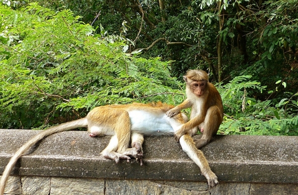 Zdjęcie ze Sri Lanki - mijamy małpie gangi