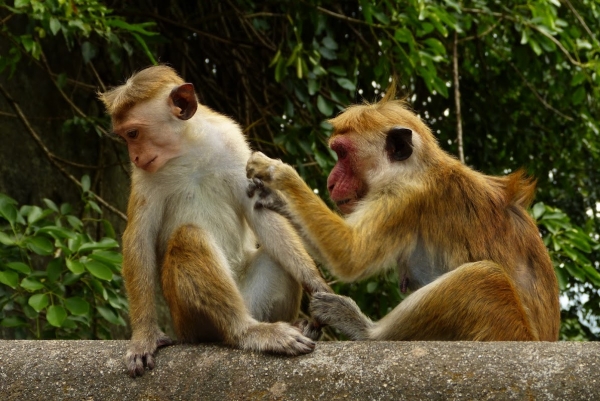 Zdjęcie ze Sri Lanki - małpie gangi