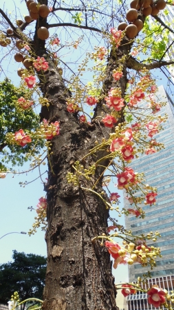 Zdjęcie z Brazylii - Drzewo kul armatnich