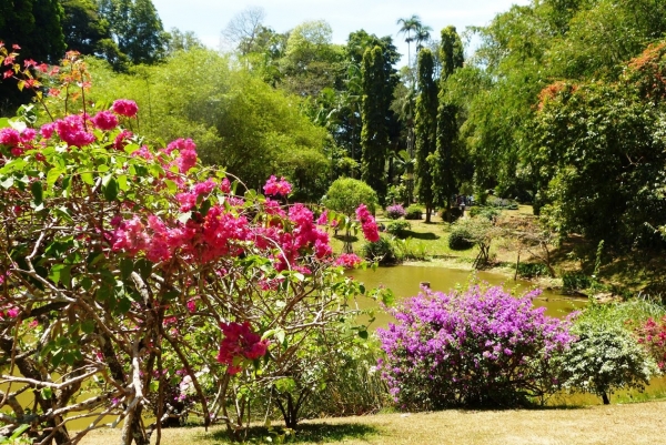 Zdjęcie ze Sri Lanki - Królewski Ogród Botaniczny w Peradeniya 