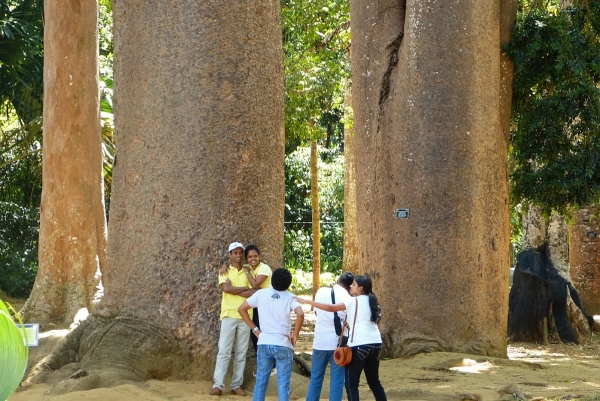 Zdjęcie ze Sri Lanki - potężne drzewa tzw:"słoniowe nogi" :)