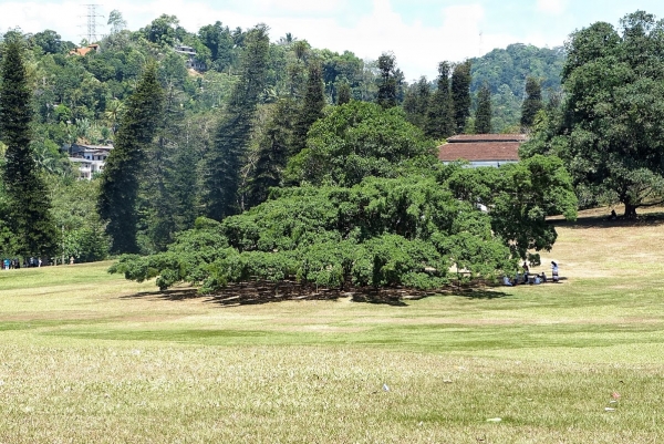 Zdjęcie ze Sri Lanki - ogromne drzewo figowca to największy Ficus benjamin na świecie