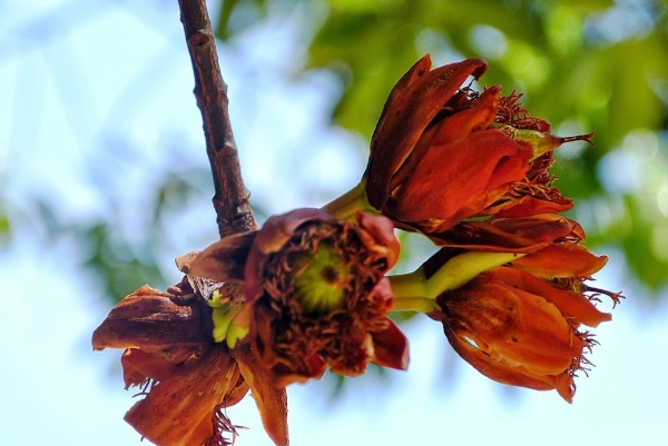 Zdjęcie ze Sri Lanki - Kwiaty drzewa Sala, pod którym urodził się Budda