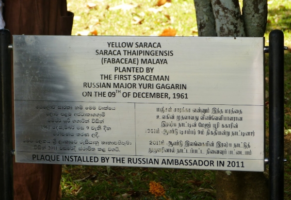 Zdjęcie ze Sri Lanki - żółta Saraca Jurija Gagarina