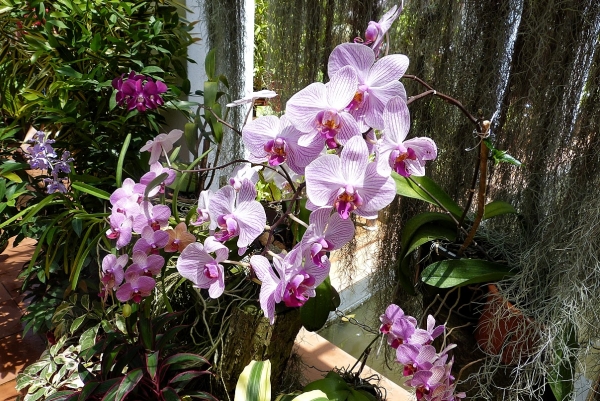 Zdjęcie ze Sri Lanki - sektor orchidei wyjątkowo piękny; rosło tu 500 gatunków storczyków i wszystkie w fazie kwitnienia! 