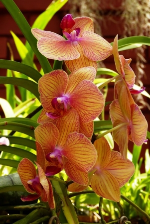 Zdjęcie ze Sri Lanki - ogród orchidei