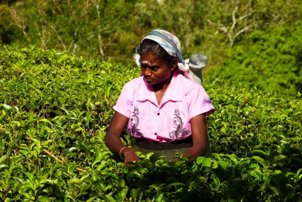 Zdjecie - Sri Lanka - Cz. III - Kraina Herbatą Płynąca....