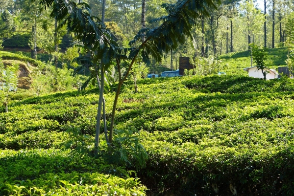 Zdjęcie ze Sri Lanki - wybaczcie mi taką ilość zdjęć samych herbacianych krzewów