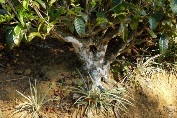 Zdjęcie ze Sri Lanki - herbaciany krzew z bliska