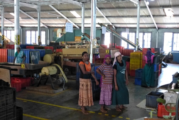 Zdjęcie ze Sri Lanki - w fabryce