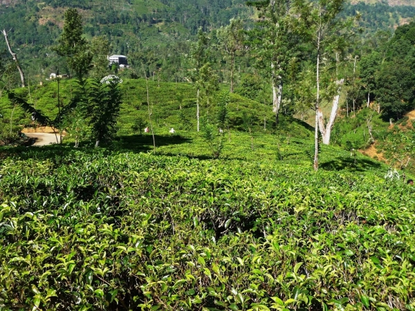 Zdjęcie ze Sri Lanki - wraxając z Hortona jechaliśmy bardziej na południe mijając okoliczne uprawy herbaty w Małej Anglii