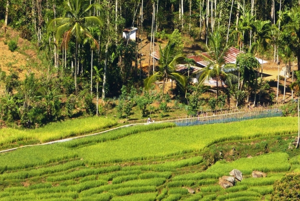 Zdjęcie ze Sri Lanki - no i nagle pole ryżowe....