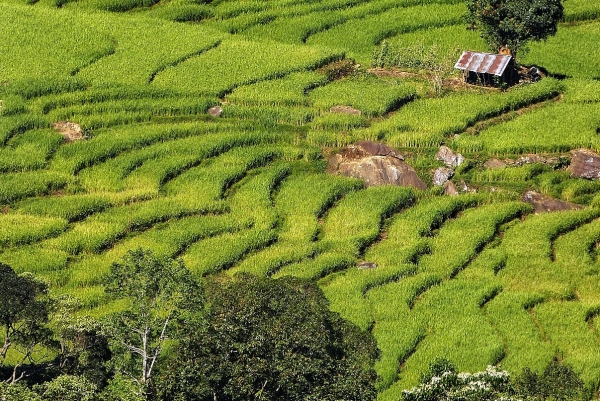 Zdjęcie ze Sri Lanki - uprawy ryżu (te tarasowe) wyglądają przepięknie