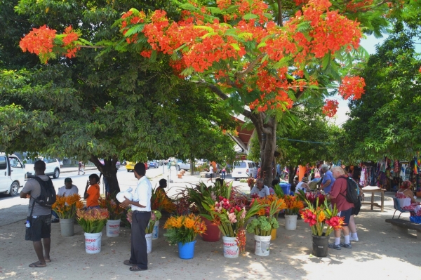 Zdjęcie z Vanuatu - Wszedzie mozna kupic piekne kwiaty