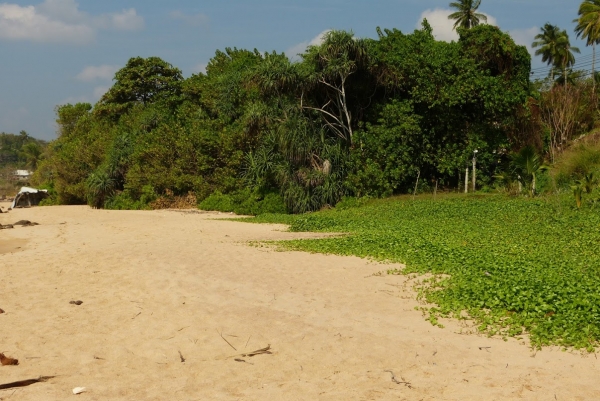 Zdjęcie ze Sri Lanki - plaża w Tangalla