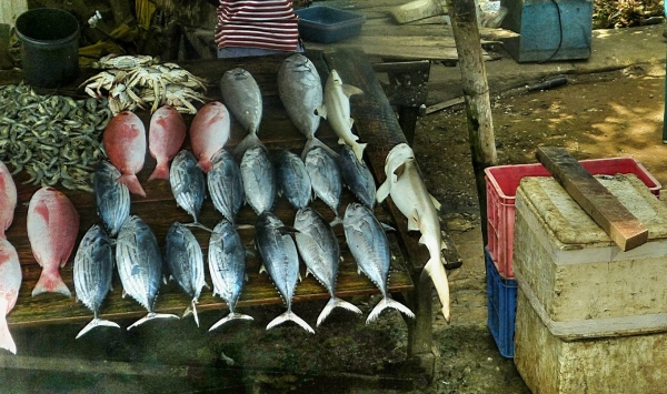 Zdjęcie ze Sri Lanki - wzdłuż południowego wybrzeża takie "targi rybne" to częsty tu widok