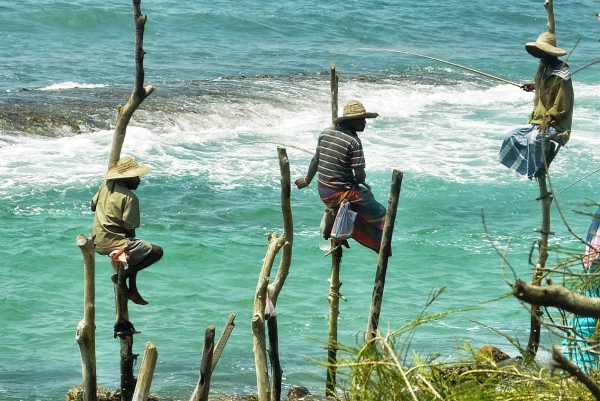 Zdjęcie ze Sri Lanki - Ahangama - lankijscy "rybacy" na swoich żerdziach
