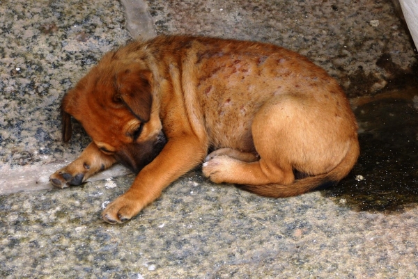 Zdjęcie ze Sri Lanki - uroczy szczeniaczek rasy "biszkoptowej" już cały w psim świerzbie