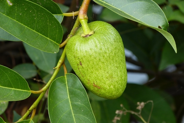 Zdjęcie ze Sri Lanki - jak ktoś głodny, to są też owocki prosto z drzewka:)