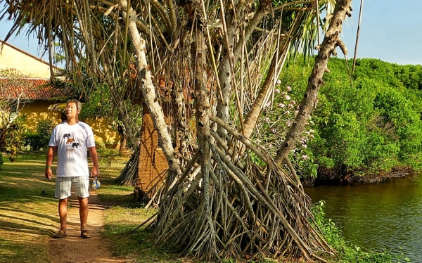 Zdjęcie ze Sri Lanki - małżowinek wśród mangrowców