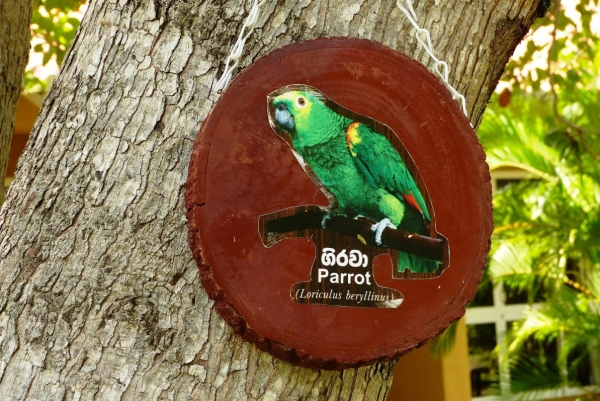 Zdjęcie ze Sri Lanki - tabliczki z nazwami mieszkających na terenie hotelowego "rezerwatu"  - ptaszków