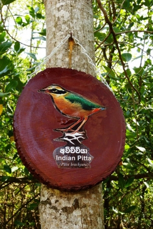 Zdjęcie ze Sri Lanki - tych tabliczek było całe mnóstwo podoczepianych do drzew między domkami