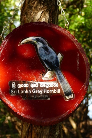 Zdjęcie ze Sri Lanki - ten co nam zwiał z drzewa w Yala:)