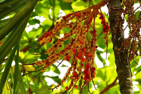 Zdjęcie ze Sri Lanki - ciekawe owocki palmy Areka